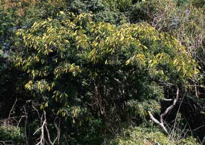 Planta Inteira da Catinga de Porco