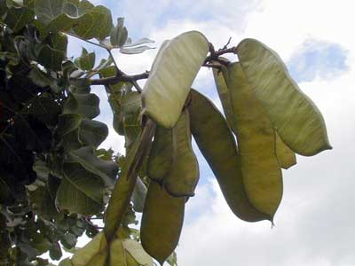 Detalhe do ramo terminal da planta Catingueira frutos em forma de vargem.