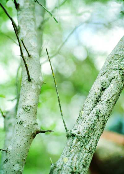 Detalhe da casca do tronco da &aacute;rvore da planta Ameixa.