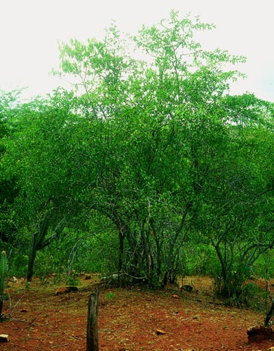 Planta inteira da Ameixa. 