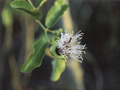 Detalhe do ramo com folha, flor e bot&atilde;o da planta Feij&atilde;o Brabo.