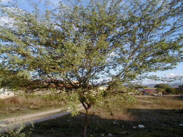 prosopisjuliflora.jpg
