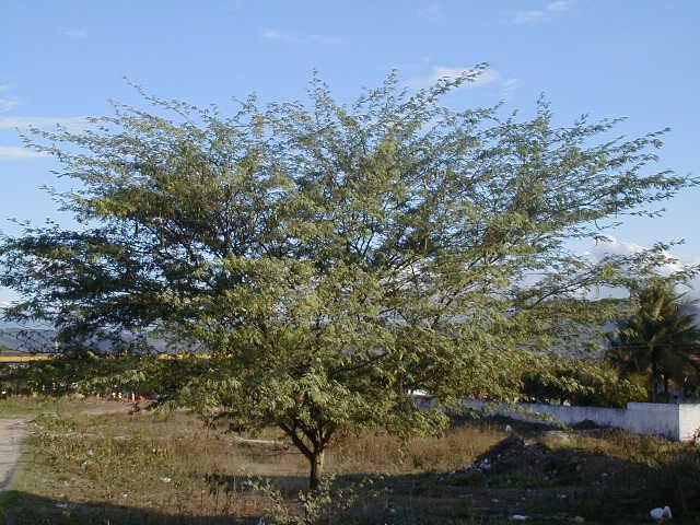 prosopisjuliflora2.jpg