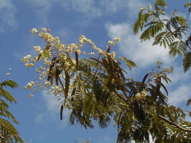 prosopisjuliflora5.jpg