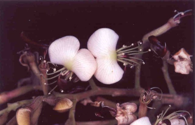 amburanacearensisallemacsm5.jpg