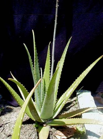 aloeveralburmf.jpg
