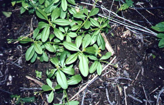 amaranthusviridis.jpg