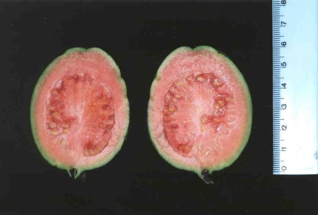 psidiumguajavalinn4.jpg