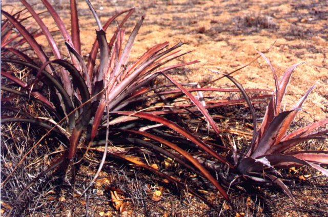 bromelialaciniosamartexschultezf2.jpg