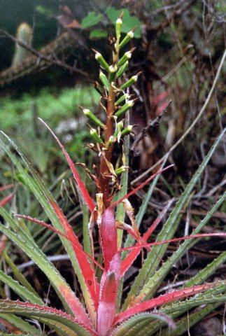 bromelialaciniosamartexschultezf4.jpg