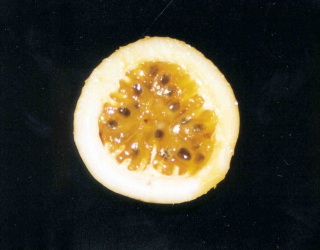passifloraedulis.jpg