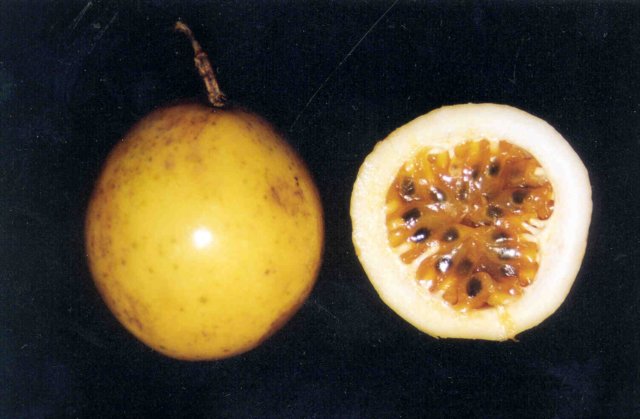 passifloraedulis2.jpg