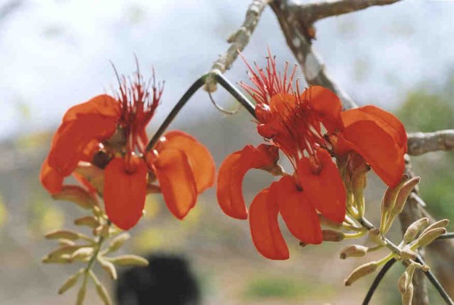 erythrinavelutinawilld4.jpg