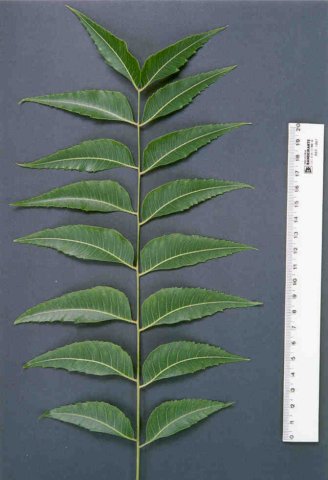 azadirachtaindica7.jpg