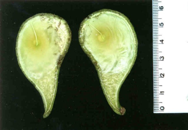 aspidospermapyrifoliummart8.jpg