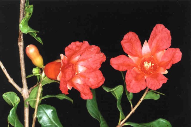 punicagranatum.jpg