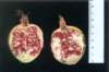 punicagranatum2_small.jpg